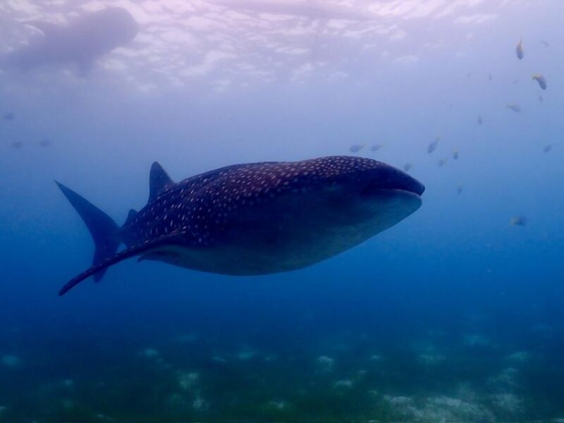Cebu: Whale Shark & Mysterious Waterfall Private Tour - Itinerary and Schedule