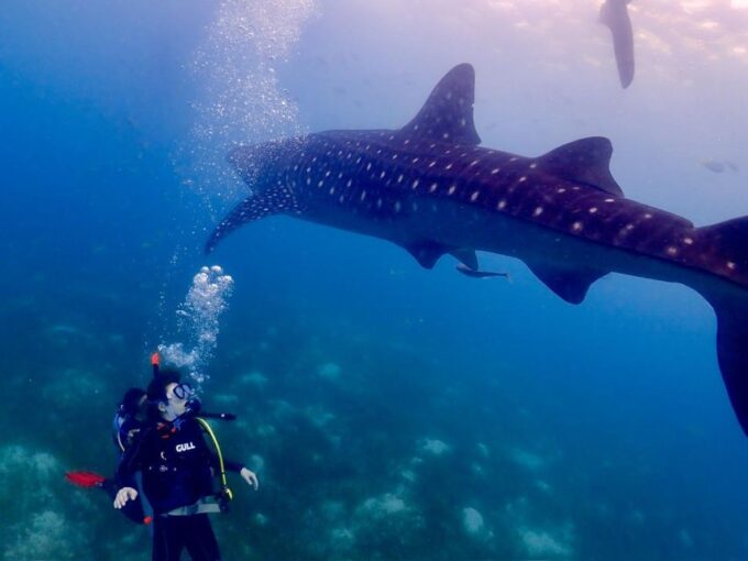 Cebu: Whale Shark & Mysterious Waterfall Private Tour - Whale Shark Swimming