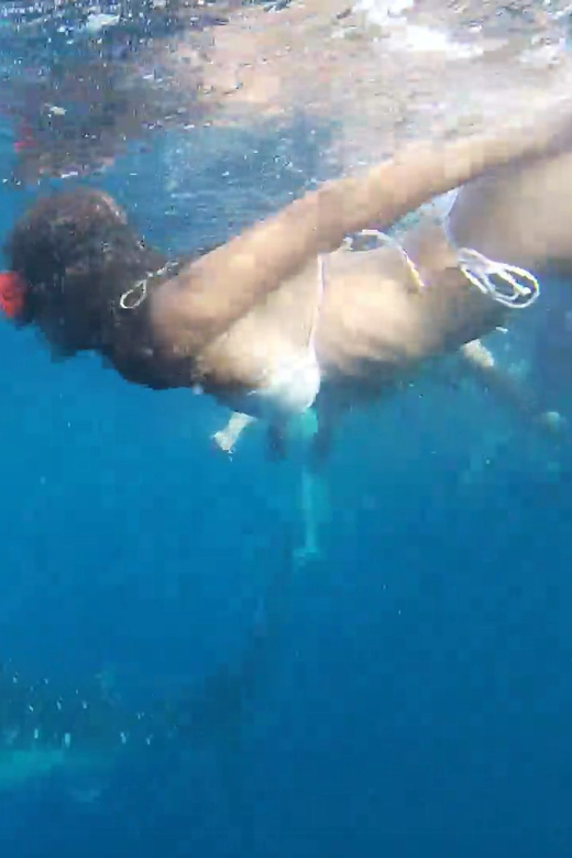 Cebu: Whale Shark Oslob and Moalboal Snorkeling Adventure - Itinerary and Locations