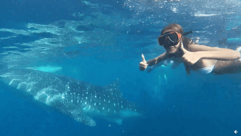 Cebu: Whale Shark Oslob and Moalboal Snorkeling Adventure - Experience Highlights
