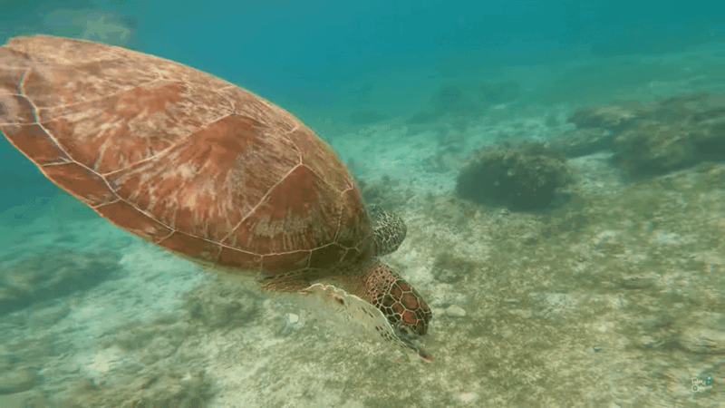 Cebu: Whale Shark Oslob and Moalboal Snorkeling Adventure - Inclusions and Exclusions