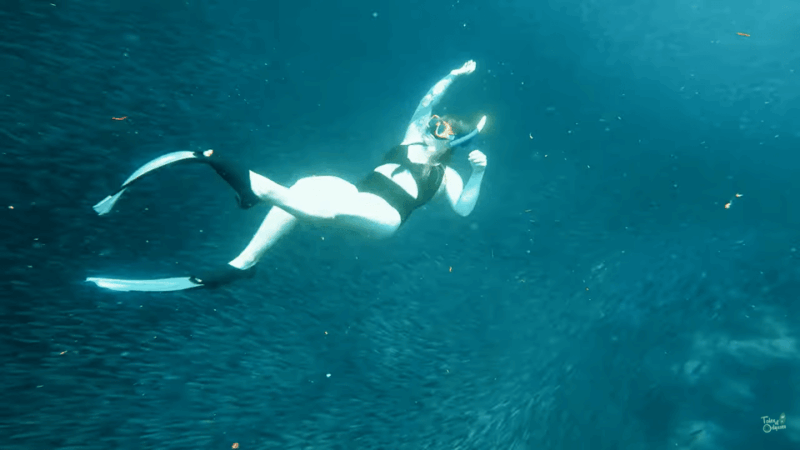 Cebu: Whale Shark Oslob and Moalboal Snorkeling Adventure - Important Information
