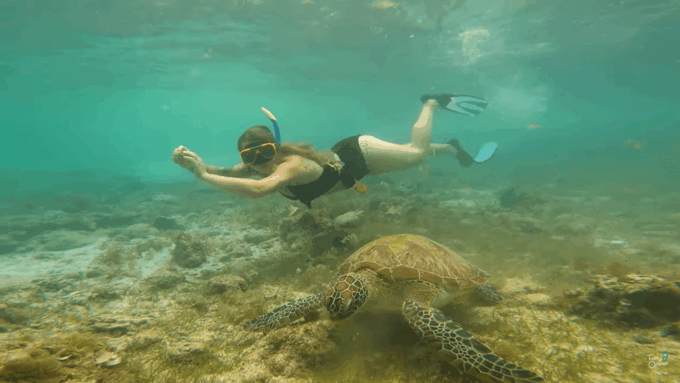 Cebu: Whale Shark Oslob and Moalboal Snorkeling Adventure - Safety and Medical Considerations