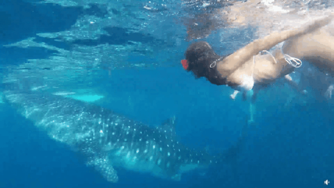 Cebu: Whale Shark Oslob and Moalboal Snorkeling Adventure - Frequently Asked Questions