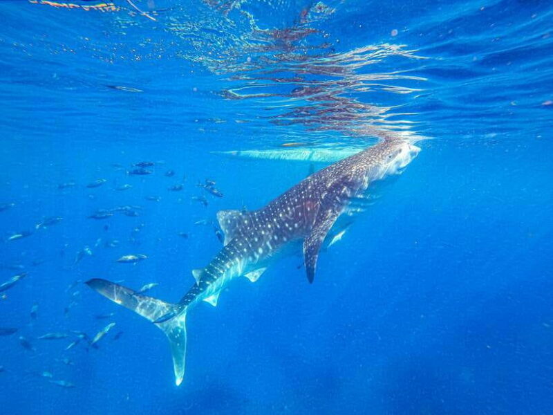 Cebu: Whale Shark Snorkeling & Kawasan Canyoning Tour - The Sum Up: Is It Worth It?