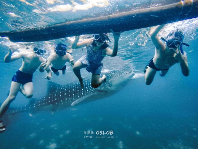 Cebu: Whale Shark, Sumilon Island, & Inambakan Falls - Highlights and Natural Attractions