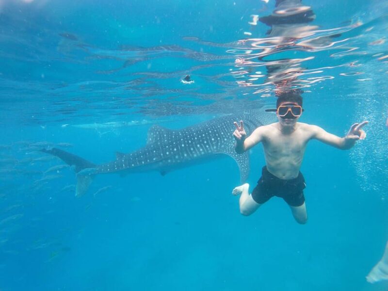 Cebu: Whale Shark, Sumilon Island, & Inambakan Falls - Transportation and Inclusions