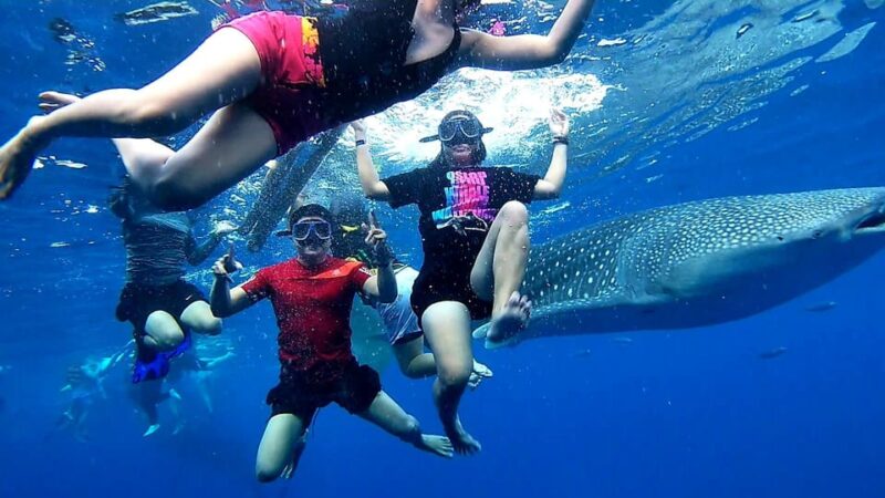 Cebu: Whale Shark Swim and Kawasan Canyoneering Group Tour - Itinerary Details