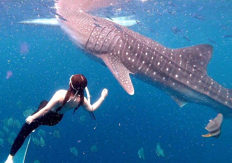 Cebu: Whale Shark Swim and Kawasan Canyoneering Group Tour - Whale Shark Experience