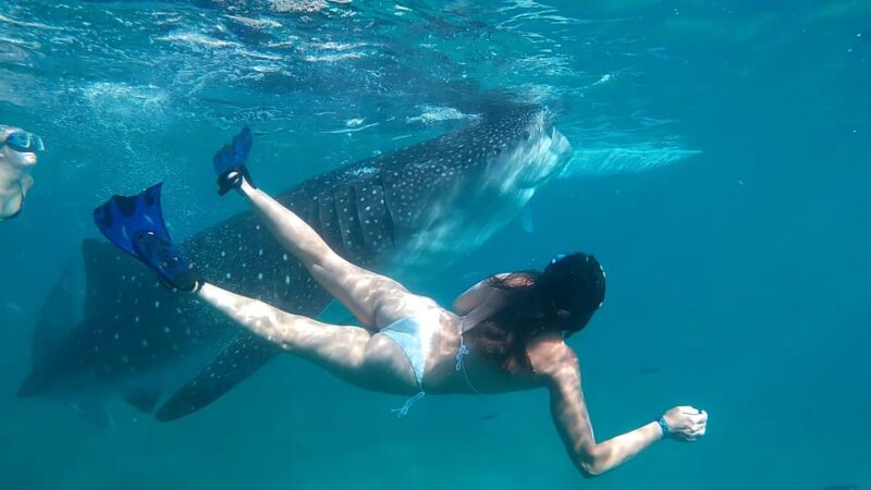 Cebu: Whale Shark Swim and Kawasan Canyoneering Group Tour - Inclusions and Exclusions