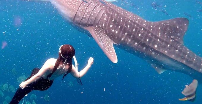 Cebu: Whale Shark Swim and Kawasan Canyoneering Group Tour - Safety and Health Information