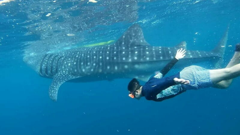 Cebu: Whale Shark Swim and Kawasan Canyoneering Tour - Key Points