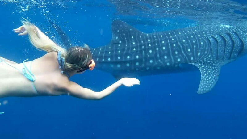 Cebu: Whale Shark Swim and Kawasan Canyoneering Tour - Transition to Kawasan: Scenic Drive and Lunch
