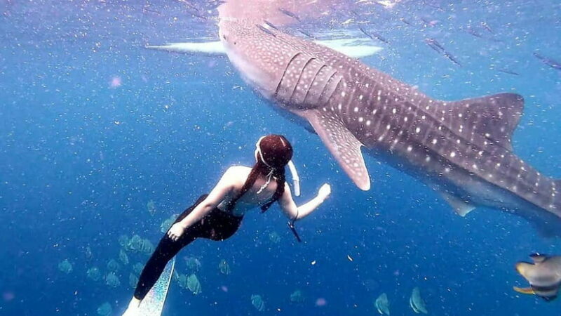 Cebu: Whale Shark Swim and Kawasan Canyoneering Tour - The Final Reward: Kawasan Falls
