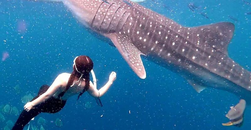 Cebu: Whale Shark Swim and Kawasan Canyoneering Tour - Returning and Reflection