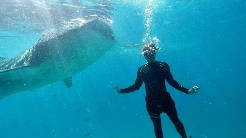 Cebu: Whale Shark Swim and Kawasan Canyoneering Tour - Cost and Value for Money