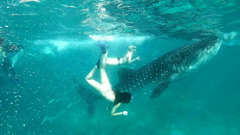 Cebu: Whale Shark Swim and Kawasan Canyoneering Tour - FAQs