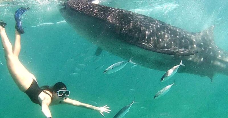 Cebu: Whale Shark Swim in Oslob & Aguinid Falls Canyoneering - Key Points