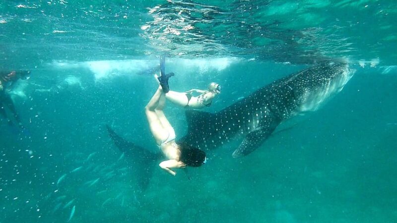 Cebu: Whale Shark Swim in Oslob & Aguinid Falls Canyoneering - Pricing and Duration