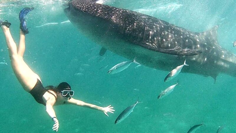 Cebu: Whale Shark Swim in Oslob & Aguinid Falls Canyoneering - Travel Times and Activities