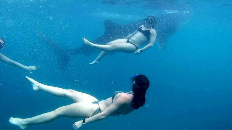 Cebu: Whale Shark Swim, Kawasan Falls & Moalboal Sardine Run - Key Points