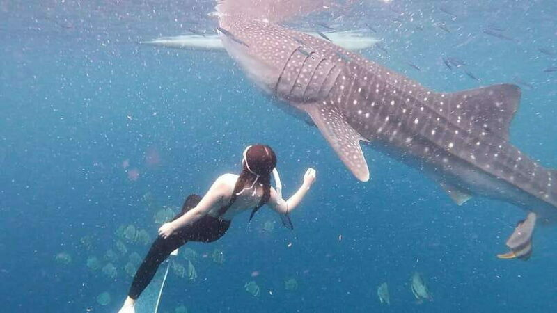 Cebu: Whale Shark Swim, Kawasan Falls & Moalboal Sardine Run - Authenticity & Practical Tips
