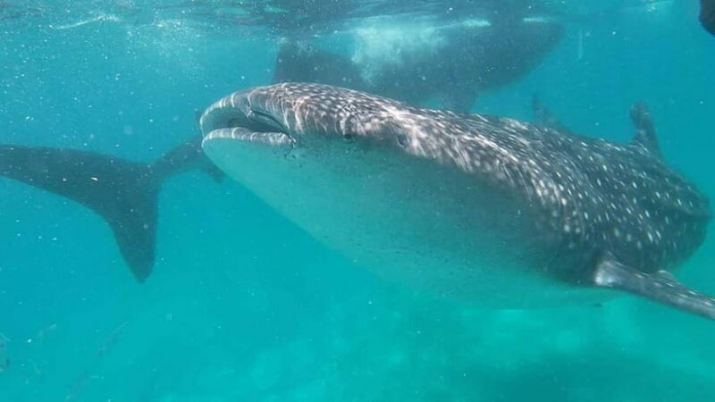 Cebu: Whale Shark Swim, Kawasan Falls & Sardine Run - Key Points