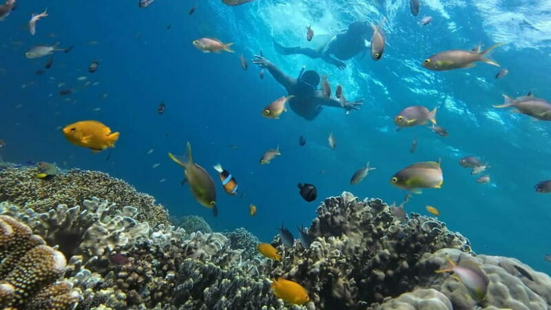 Cebu: Whale Shark Swim, Kawasan Falls & Sardine Run - A Closer Look at the Experience