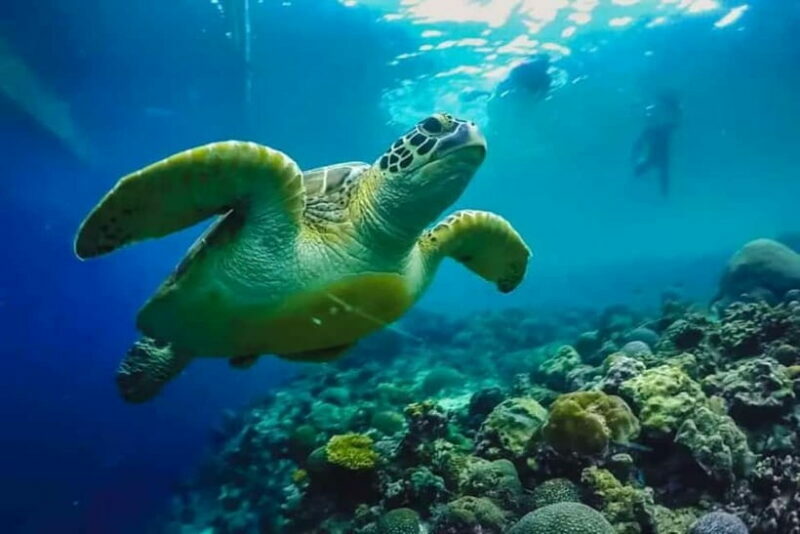 Cebu: Whale Shark Swim, Kawasan Falls & Sardine Run - Who is This Tour Best For?