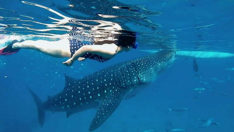 Cebu: Whale Shark Swim, Kawasan Falls & Sardine Run - FAQ