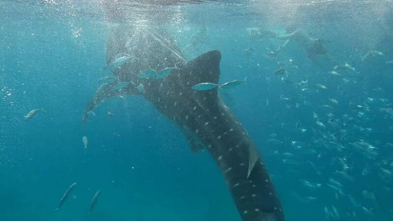 Cebu: Whale Shark Swim, Kawasan Falls & Sardine Run - Final Words