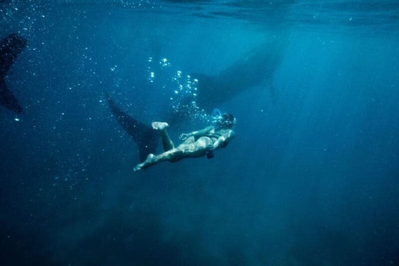 Cebu Whale Shark Swimming & Kawasan Canyoneering Group Tour - Key Points