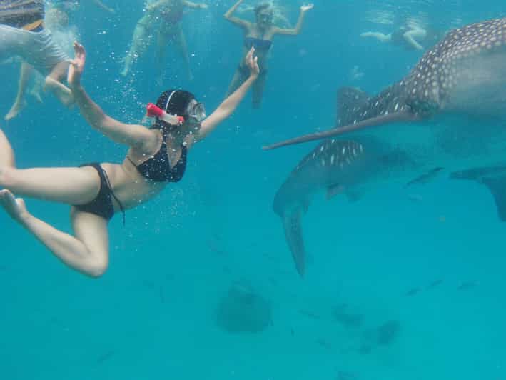 Cebu Whale Shark Swimming & Kawasan Canyoneering Group Tour - Activities and Highlights