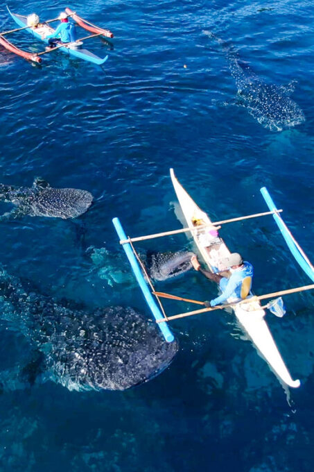 Cebu Whale Shark Swimming & Kawasan Canyoneering Group Tour - Frequently Asked Questions