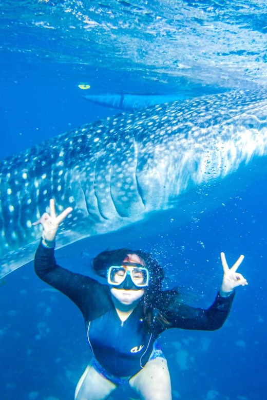 Cebu: Whale Shark Swimming & Kawasan Falls Canyoneering - Key Points