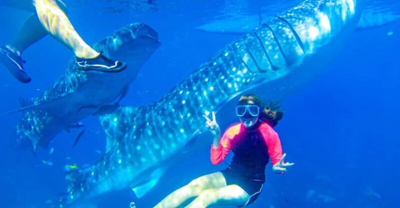 Cebu: Whale Shark Swimming & Kawasan Falls Canyoneering - Pickup and Drop-off Locations