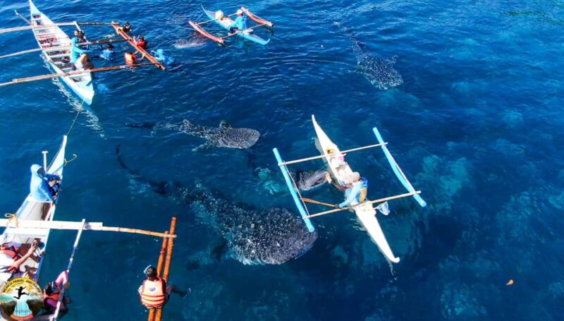 Cebu: Whale Shark Swimming & Kawasan Falls Canyoneering - Tour Inclusions and Requirements