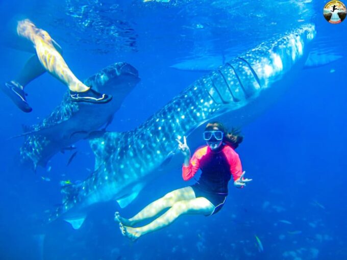 Cebu: Whale Shark Swimming & Kawasan Falls Canyoneering - Frequently Asked Questions