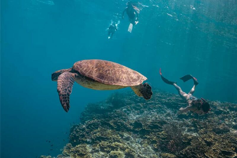 Cebu: Whale Shark, Tumalog Falls & Moalboal Turtles Tour - An Overview of the Tour Experience