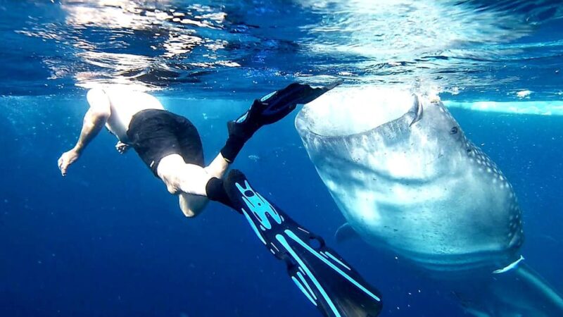 Cebu: Whale Shark Watching and Aguinid Falls Adventure - Key Points