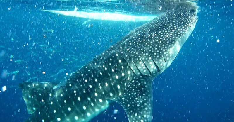 Cebu: Whale Shark Watching and Aguinid Falls Adventure - Included in the Tour