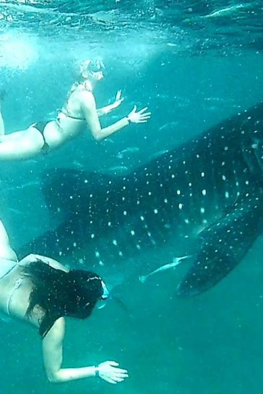 Cebu: Whale Shark Watching, Ka-Treasure Water Terraces Tour - Key Points