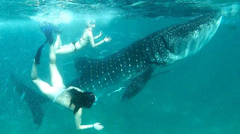 Cebu: Whale Shark Watching, Ka-Treasure Water Terraces Tour - Inclusions and Equipment Provided