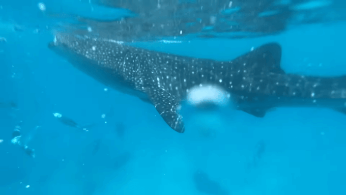Cebu: Whale Shark Watching, Tumalog Falls & Sumilon Island - Contact for Updates