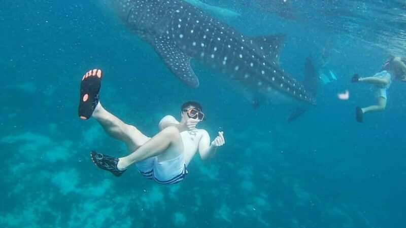 Cebu: Whale Sharks, Kawasan Falls, & Sardines Run Snorkeling - Key Points