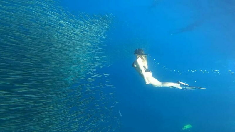 Cebu: Whale Sharks, Kawasan Falls, & Sardines Run Snorkeling - An In-Depth Look at the Tour