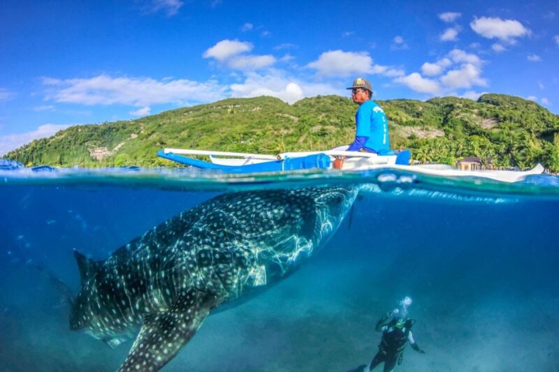 Cebu: Whale Sharks, Tumalog Falls, and Monkey Sanctuary Tour - Highlights and Experiences