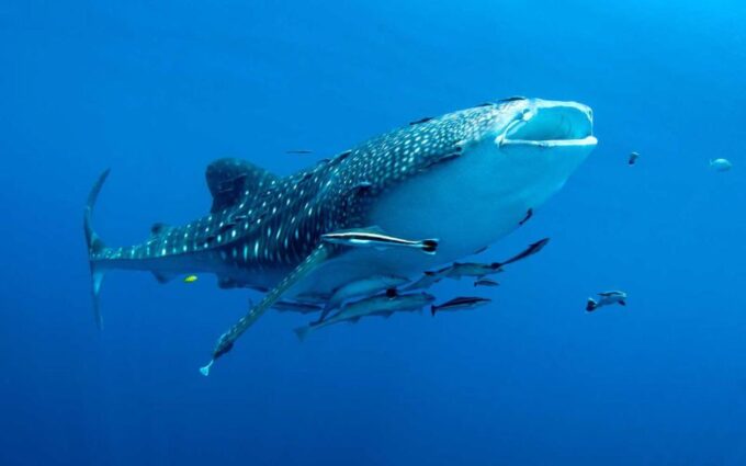 Cebu: Whale Sharks, Tumalog Falls, and Monkey Sanctuary Tour - Preparing for Your Adventure