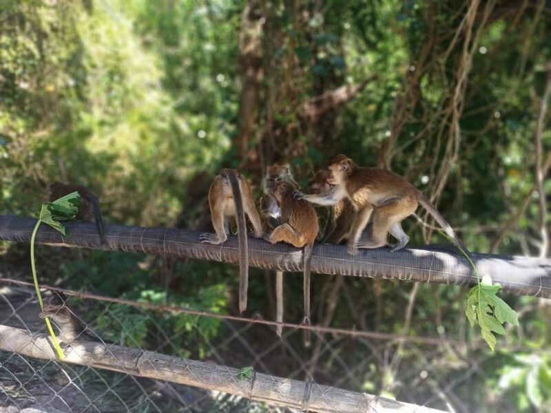 Cebu: Whaleshark Encounter, Tumalog Falls, & Monkey Viewing - Highlights and Experiences