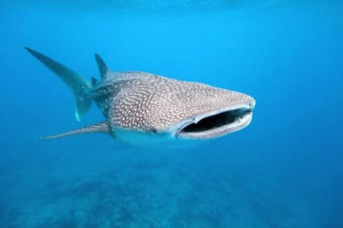 Cebu: Whaleshark Encounter, Tumalog Falls, & Monkey Viewing - Whale Shark Watching